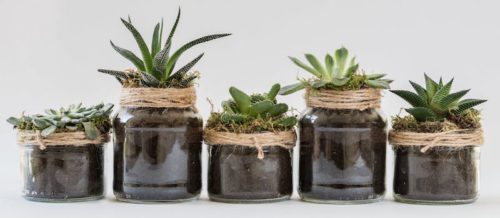 keeping indoor plants health in winter