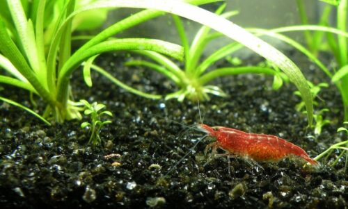 live aquarium plants
