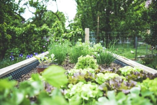 Make Your Garden Beautiful In Five Simple Steps