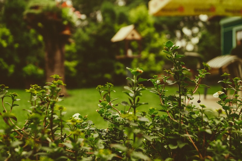 Making Your Garden A Low-Effort Paradise
